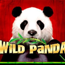 Wild Panda